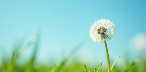 Single dandelion seed suspended in mid-air against a soft blue sky background, landscape, air, dandelion