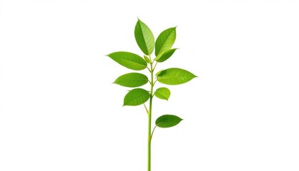 Fototapeta premium Single vibrant green plant, isolated on pure white backdrop, leaves, isolated