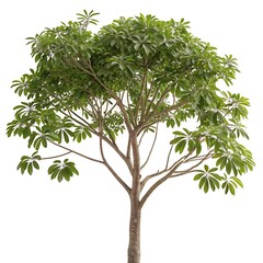 Fototapeta premium A striking umbrella tree with a smooth, slender trunk and a dense green crown of leaves, isolated on a white background for a minimalist effect