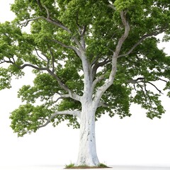 Fototapeta premium Majestic Sycamore Tree with White Bark and Lush Green Foliage Isolated on White Background