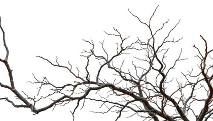 Fototapeta premium Bare, gnarled branches isolated against pure white backdrop, gnarled, silhouette