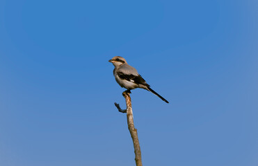 Pie-grièche grise ou Lanius excubitor