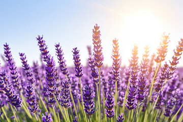 Fototapeta premium lavender flowers in the field