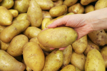 Closeup of Hand Holding a Potato with Blurry Heap of Potatoes in background