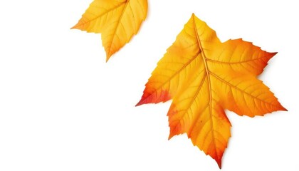 Fototapeta premium Single autumn leaf, isolated on pure white backdrop, image, object