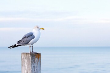lone seagull perches on weathered wooden post against serene ocean horizon under cloudless sky