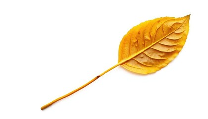 Single, wilted leaf isolated on pure white backdrop, organic, decay