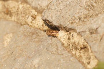 A lizard peeks out from its rocky crevice, blending in perfectly with the surrounding stone.