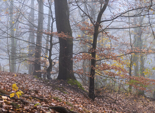 Sch&ouml;ner Hebst Mischwald bei Nebel