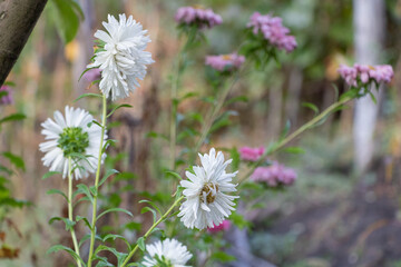 A delicate white asters in the garden, surrounded by other flowers of various colors. The background is blurred with greenery