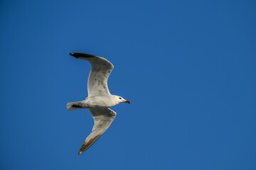 Audouin`s Gull