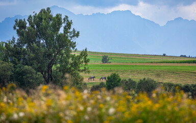 Tatry i konie