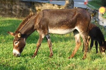Burro