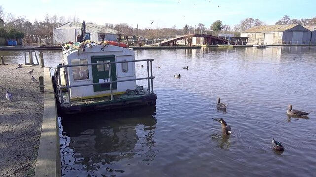 Ducks, geese and moorhen on the River Bure in the village of Wroxham, Norfolk Broads