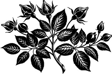 Rose hip plant with detailed rosebuds, leaves, and thorns, drawn in an engraved, botanical style sketch engraving vector