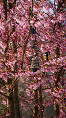 M&eacute;sange noir dans cerisier en fleurs
