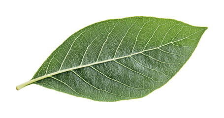 Fresh green leaf showcasing intricate vein patterns, ideal for natural designs, eco-friendly projects, and organic themes, cut out