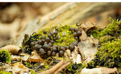The mushrooms have dark brown caps and thin stems. They grow in dense clusters among green moss and fallen leaves.