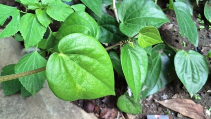 Betel leaf (Piper betle L.), a vining herbal plant with high antiseptic properties, is showcased against a natural backdrop.