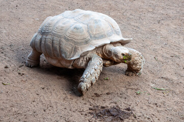 A huge live turtle crawling through the sand.
