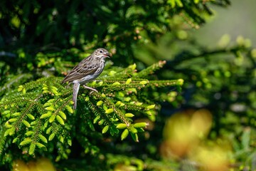 Tree pipit bird on a tree