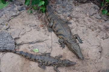 Mother and Baby Crocodiles on the Shore