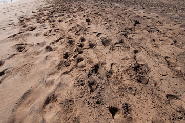 Beach sand with different footprints and traces, Fuerteventura, Spain 