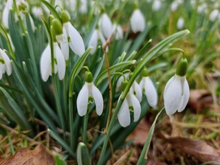 Snowdrops in the meadow