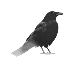 Fototapeta premium Dark and mysterious raven standing on a surface with a foggy background, perfect for artistic projects or nature-themed designs, cut out