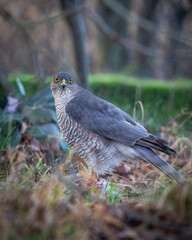 Krogulec Accipiter nisus