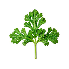 Vibrant green parsley leaf with delicate ruffled structure showcasing intricate organic texture