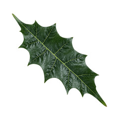 Fototapeta premium Vibrant holly leaf with serrated edges showcasing a glossy dark green surface Ideal for festive designs and symbolizing the holiday season