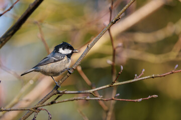 great tit parus major