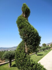 topiary cypress tree
