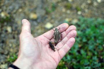 Grasshoppers beetles sit caught in a person's hand