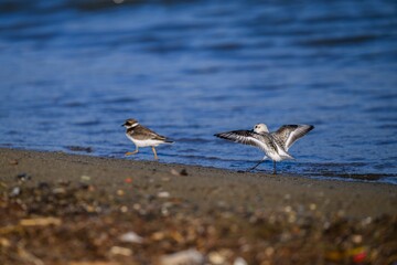 Sanderling bird on the beach
