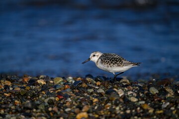 Obraz premium Sanderling bird on the beach