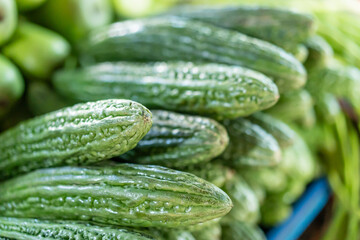The image features a prominent arrangement of harvested bitter melons, showcasing their elongated and cylindrical bodies with ribbed skin, primarily a shade of green.