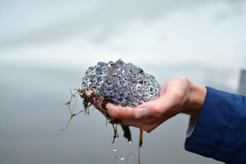 Transparent large frog caviar in a person's hands against the background of a lake in the mountains