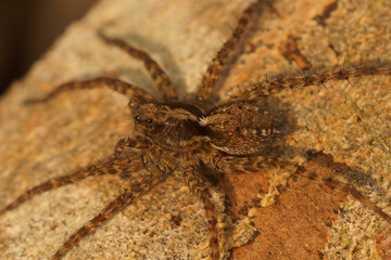 Close-up of a brown, hairy wolf spider with long legs covered in bristles, resting on a rough, textured surface.