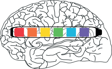 The image shows a black-and-white brain illustration with a horizontal progress bar across it, divided into six colorful segments (red, orange, yellow, green, blue, purple).