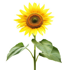 Obraz premium Vibrant Sunflower with Large Yellow Petals Isolated on Transparent Background