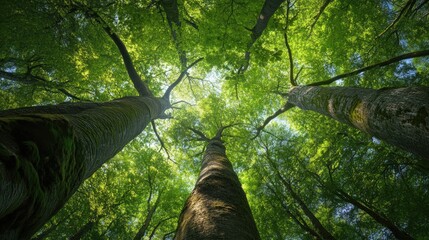 Fototapeta premium A canopy of towering trees seen from below, with multiple exposure blending soft hues of green and gold.