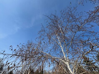 Betula pendula, silver, warty or European white birch branh with catkins. Water birch branch and catkins. Betula occidentalis dry seeds close-up. Selective focus. Red birch tree dry seeds on branch.
