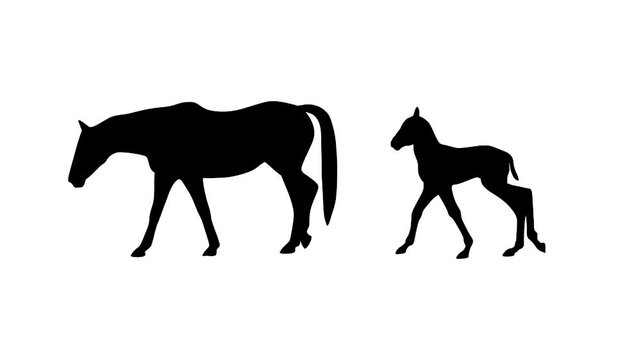 Animation with a foal walking alongside of its dam on the white background (seamless loop)