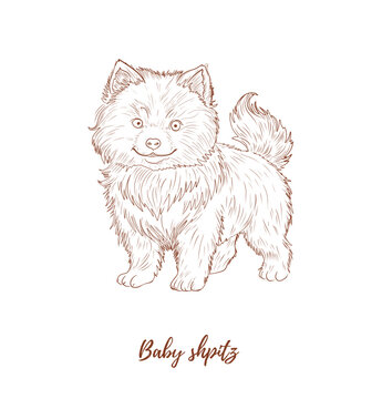 Vector baby shpitz line art illustration, graphic line engraving puppy shpitz. Fluffy cute dog. Great for any designs, textile, art, walls, package