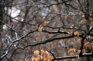 Nahaufnahme einer kahlen Baumkrone, an der noch vereinzelt Herbstblätter hängen