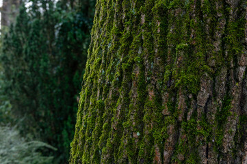 Nahaufnahme eines grün bemoosten Baumstamms