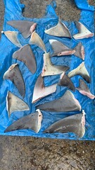 Fins shark Ready Export to china, japan, australia. Hunters are killing sharks in the sea. Sharks are becoming extinct, Shark fin soup, luxury Chinese cuisine Shark fin soup simmered.