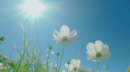 White Cosmos Flowers Blooming Under Bright Sunlight Against a Blue Sky